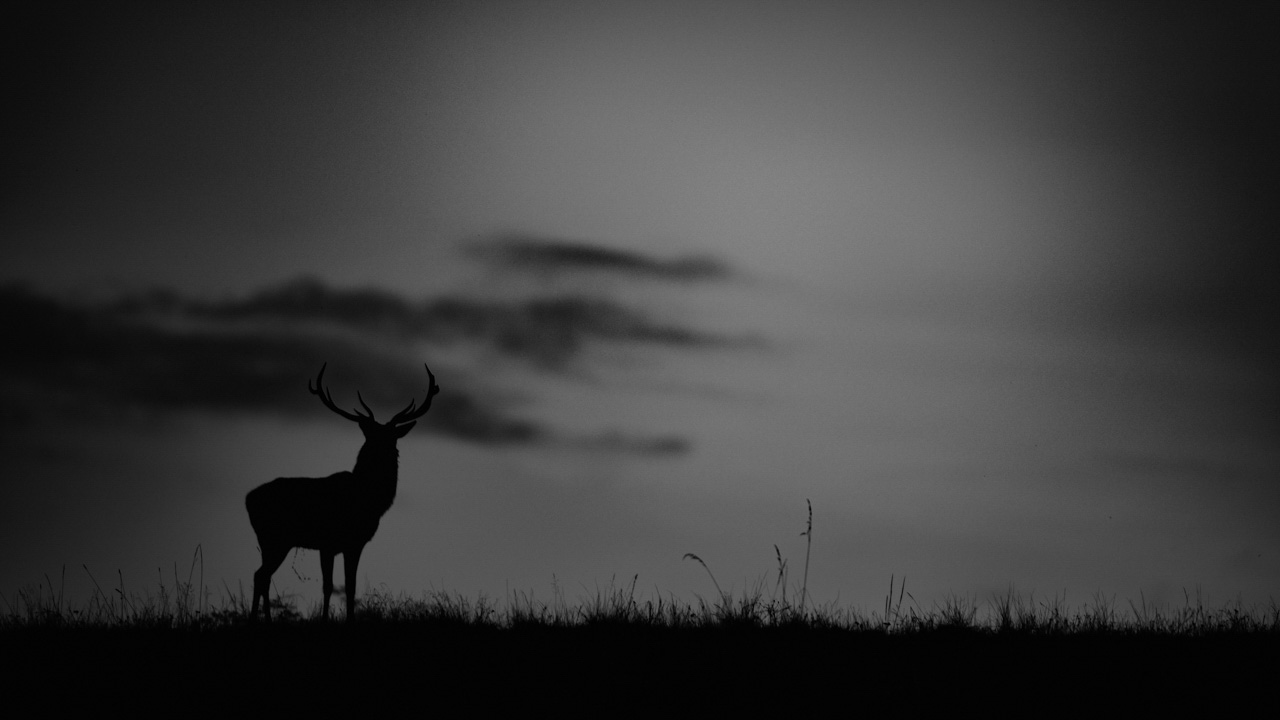 Silhouette d'un cerf pendant le brame du cerf. Photo créée pour une exposition. Photographie par Amar Guillen, artiste photographe.